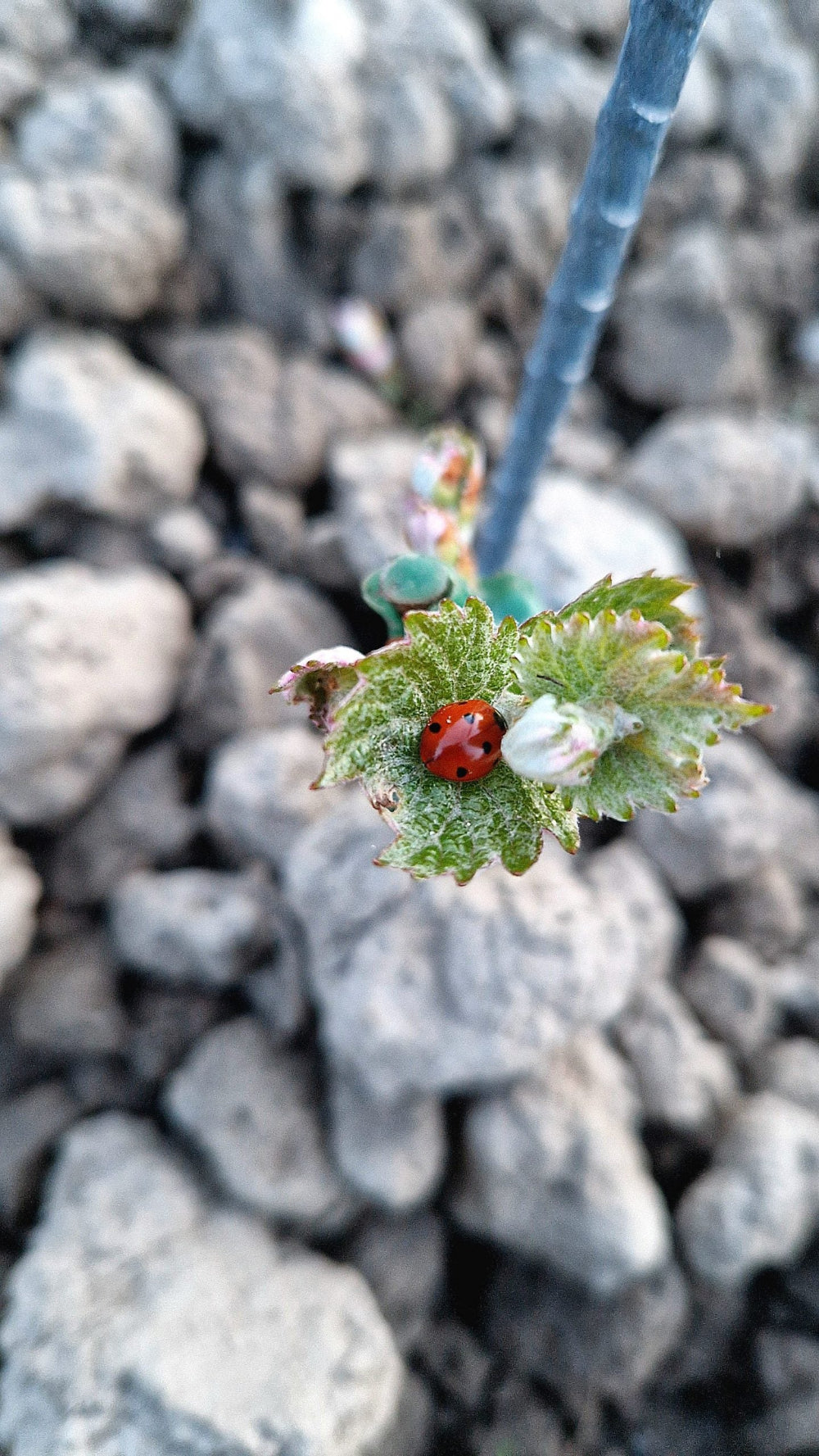 Växtstöd för unga vinplantor i vingård