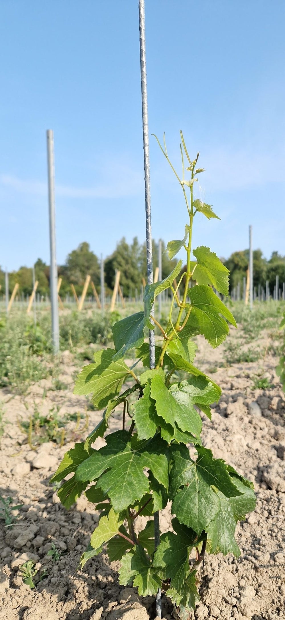 Växtstöd för unga vinplantor i vingård
