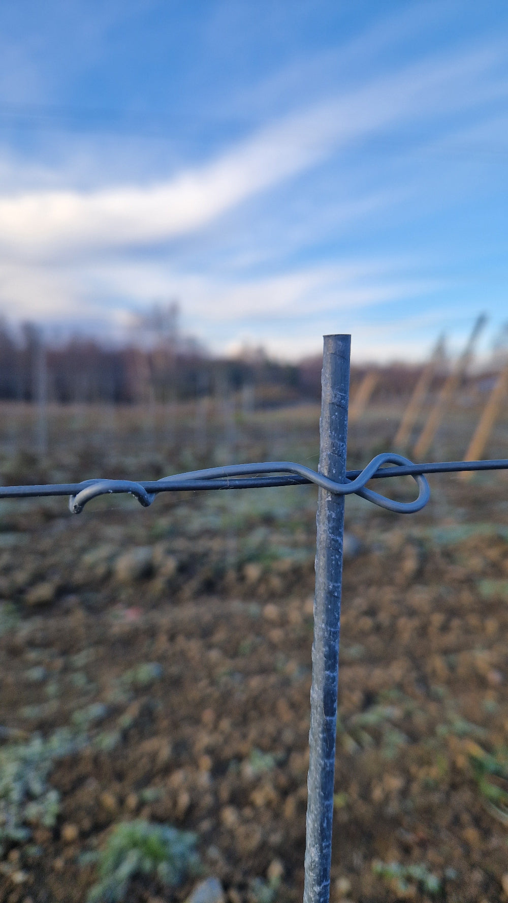 Trådhållare för vajer vid uppbindning i vingård