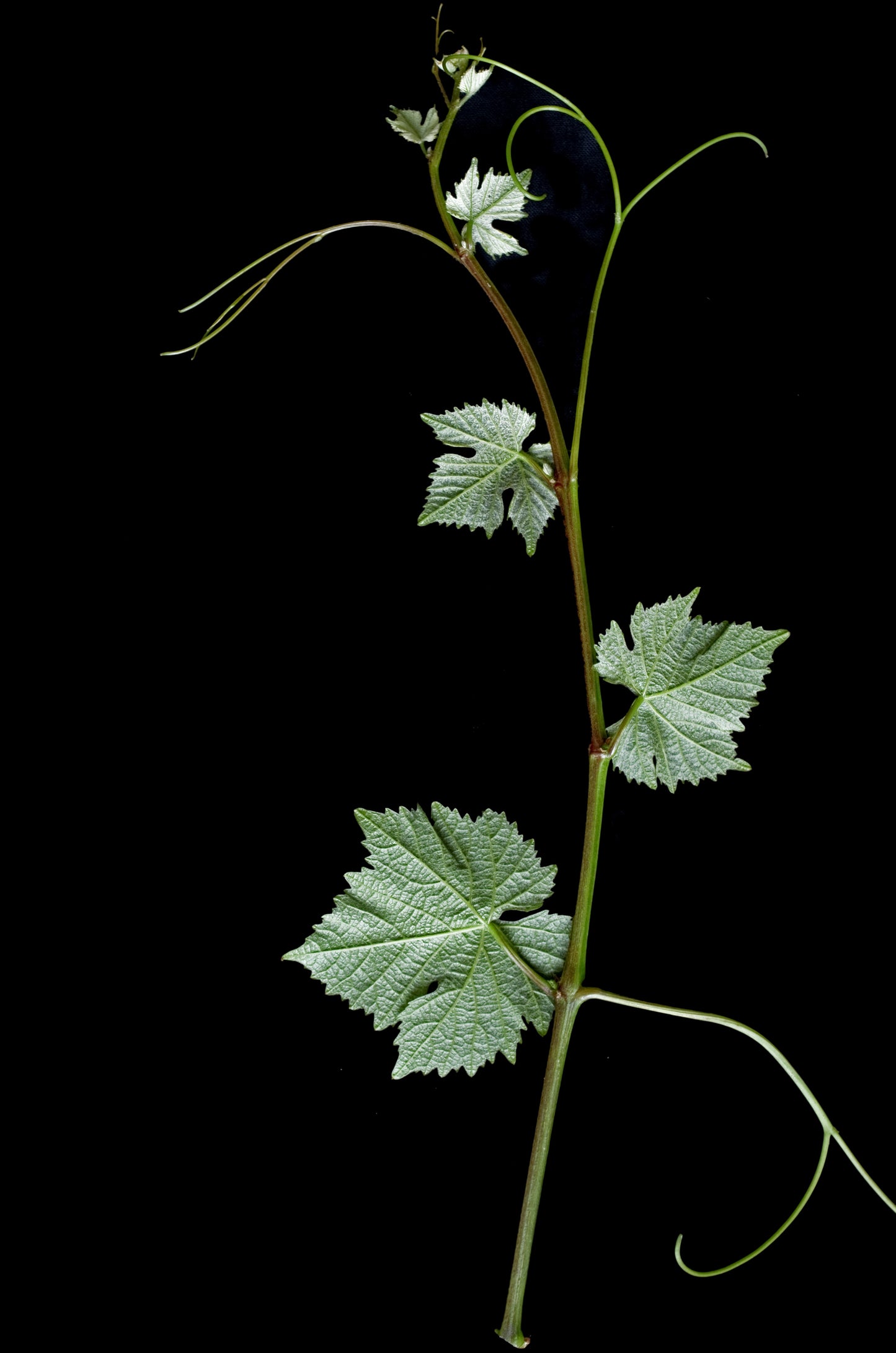 Foto: Ursula Brühl, Julius Kühn-Institut (JKI), Federal Research Centre for Cultivated Plants, Institute for Grapevine Breeding Geilweilerhof - 76833 Siebeldingen, GERMANY