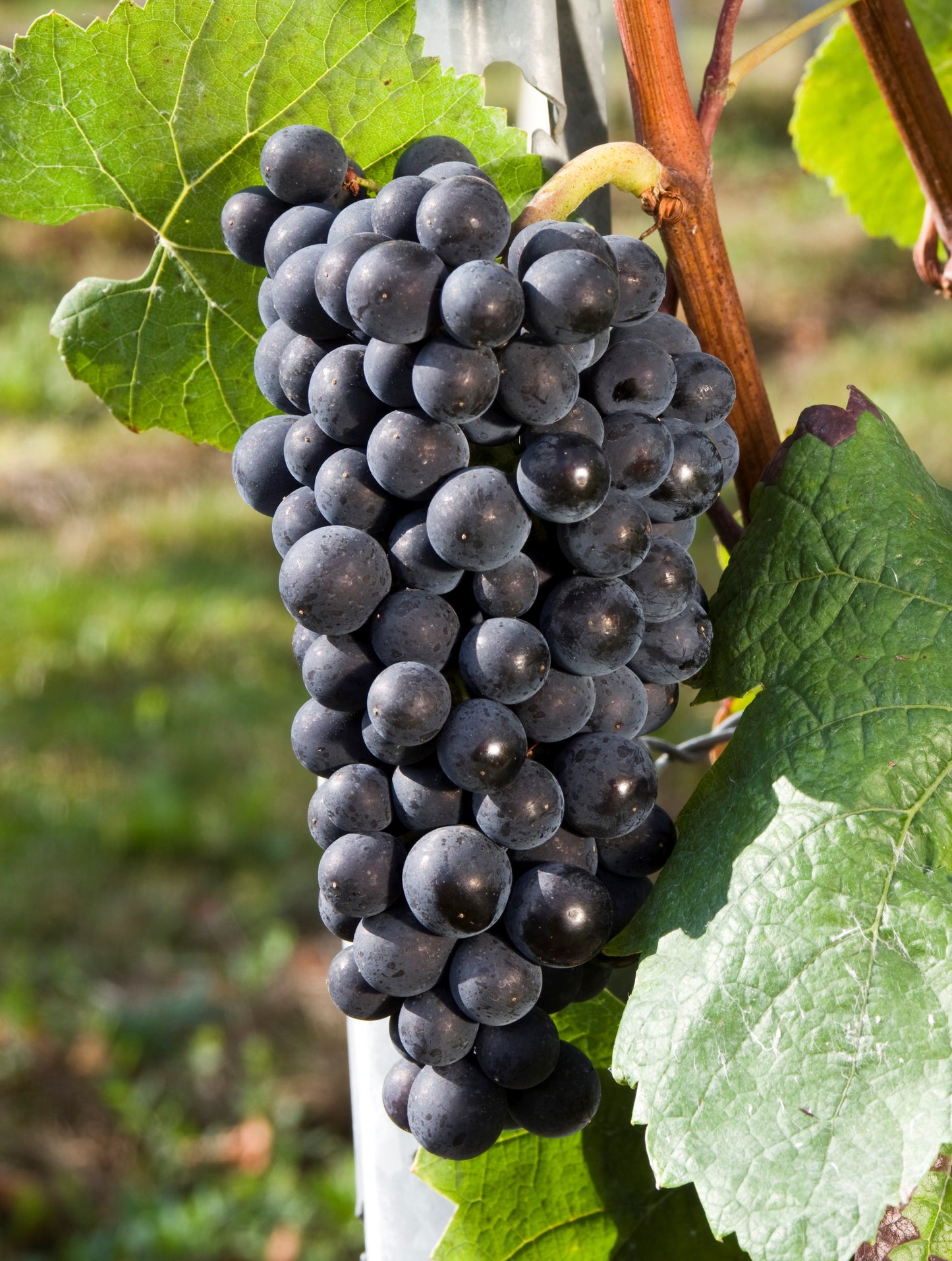 Fotos: Ursula Brühl, Julius Kühn-Institut (JKI), Federal Research Centre for Cultivated Plants, Institute for Grapevine Breeding Geilweilerhof - 76833 Siebeldingen, GERMANY