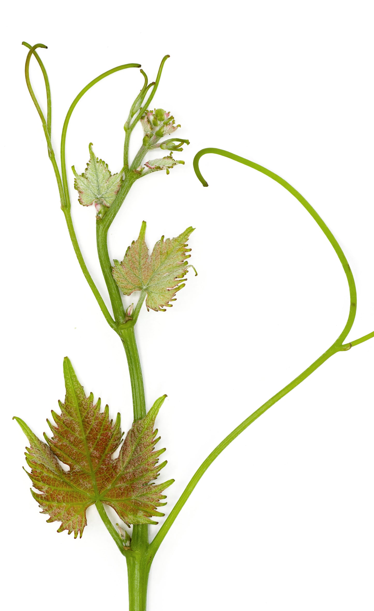 Foto: Julius Kühn-Institut (JKI), Federal Research Centre for Cultivated Plants, Institute for Grapevine Breeding Geilweilerhof - 76833 Siebeldingen, GERMANY