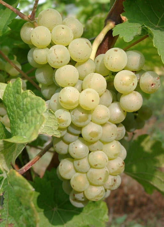 Johanniter vinplantor 25-pack – PIWI-sort från Mälarvin