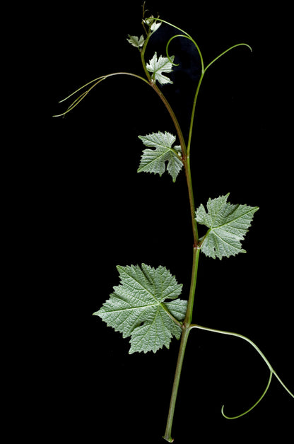 Foto: Ursula Brühl, Julius Kühn-Institut (JKI), Federal Research Centre for Cultivated Plants, Institute for Grapevine Breeding Geilweilerhof - 76833 Siebeldingen, GERMANY